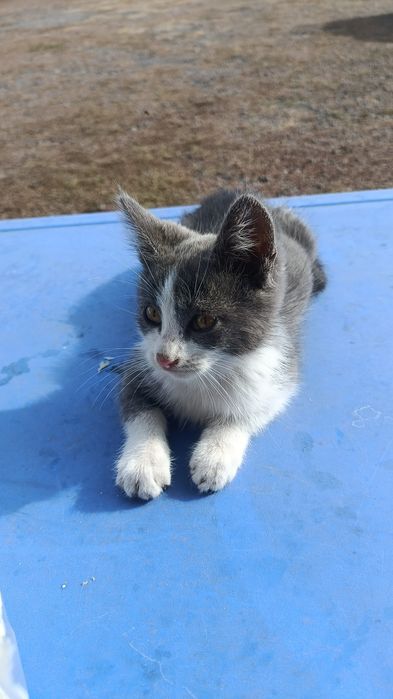 Отдам бесплатно в хорошие руки
