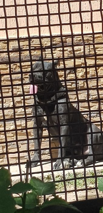 Вязка Кане Корсо