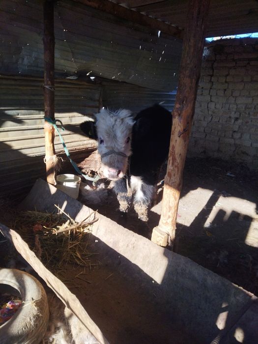 Еркек баспак сатылады