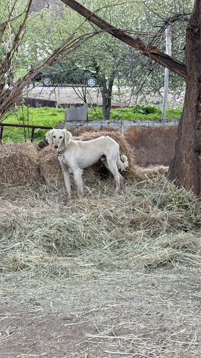 Тазыыы сатыладыы