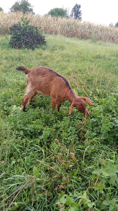 Schimb capra cu iada, pentru o vițică