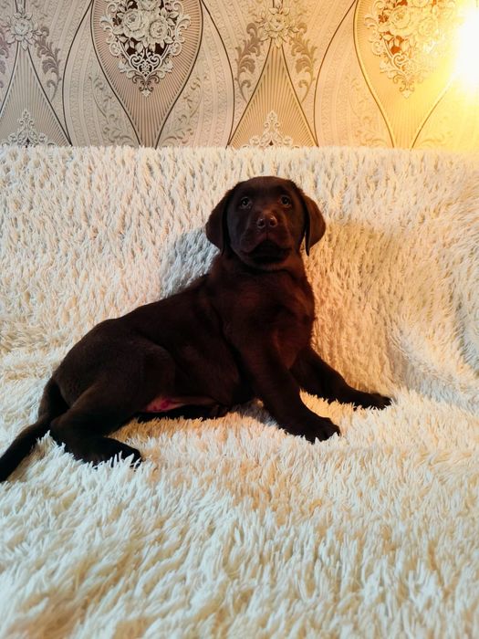 Щенки лабрадора ретривера