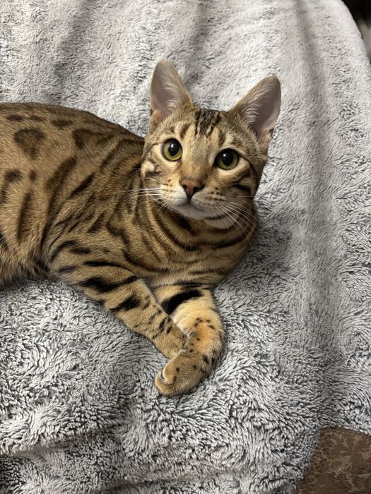 Ищем кошку для вязки бенгала