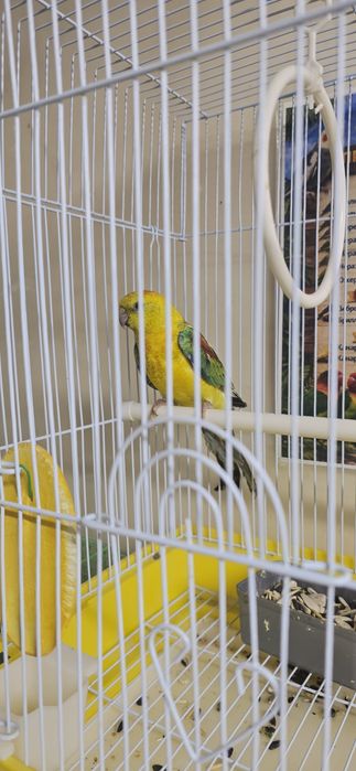 Певчий попугай атлас