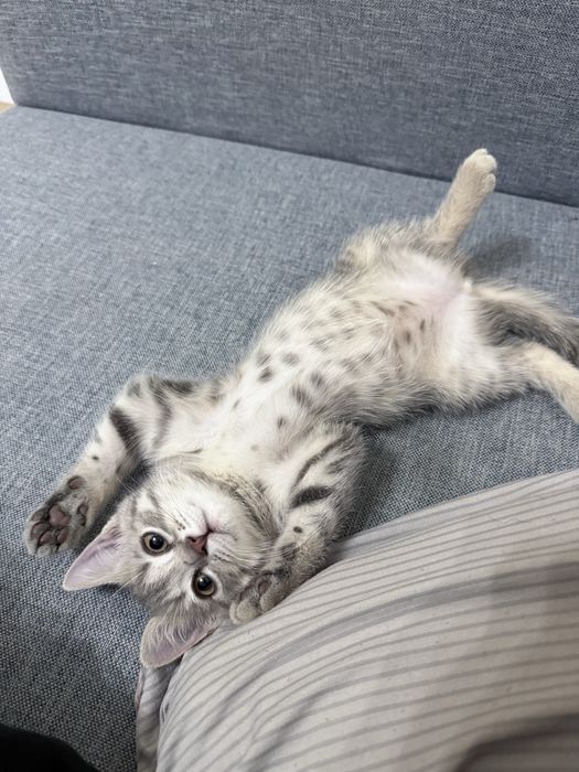 Британский котёнок ищет новый дом.