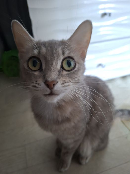 Кошка ищет себе хозяев