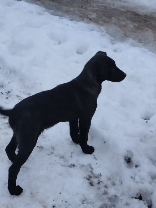 Щенок девочка в добрые руки!