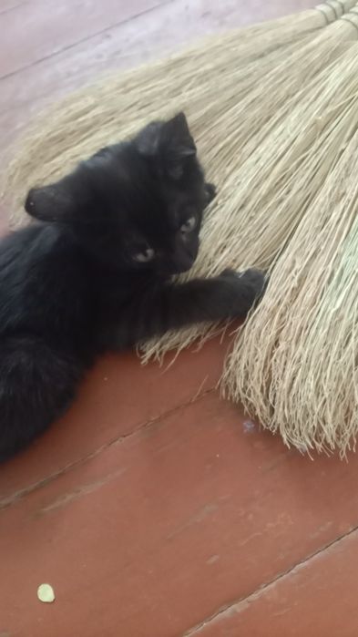 Котенок мальчик.