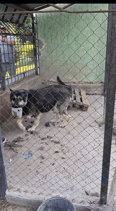 Кабель Восточный Европейский Овчарка