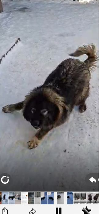 Продам кавказскую овчарку