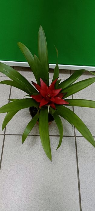 Гузмания, сердце матери:4700 тенге