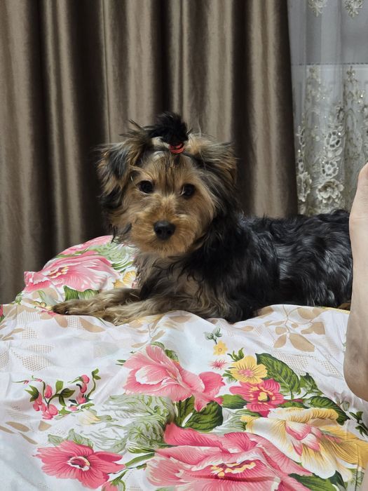 Yorkshire terrier