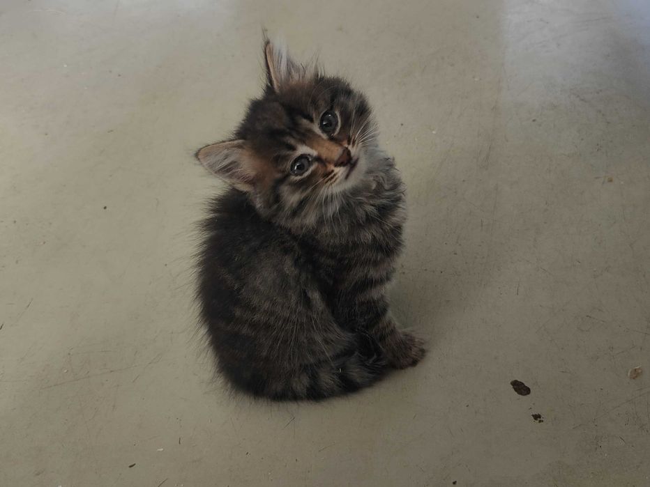 Отдам котят в добрые руки