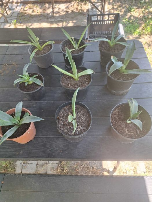Aloe Vera(Agave americane)