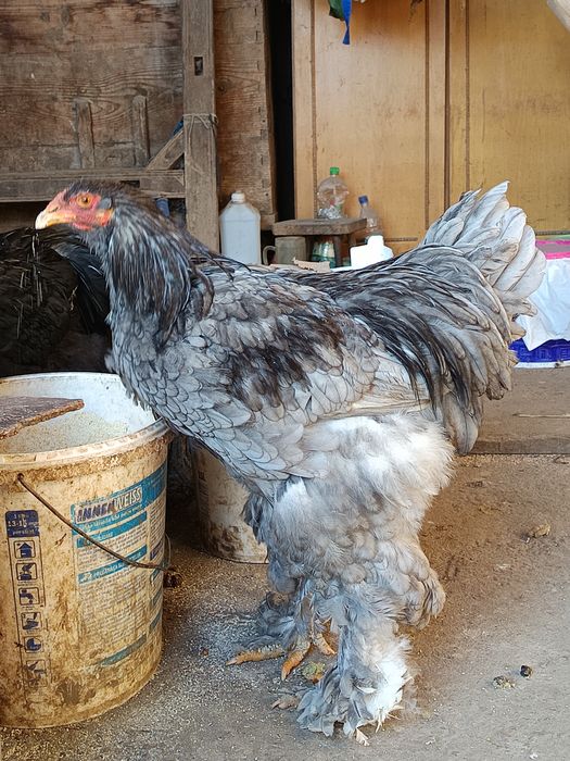 Cocosi Brahma tineri