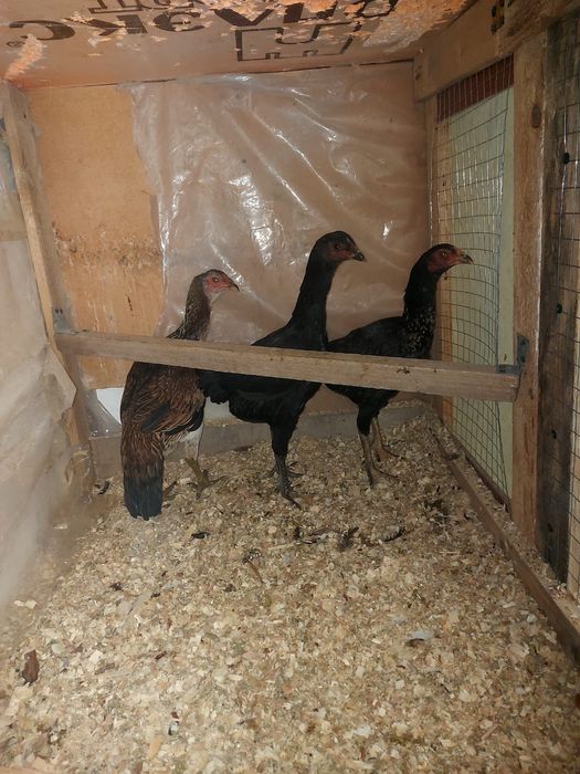 Дакан тауықтар атеш сатылады