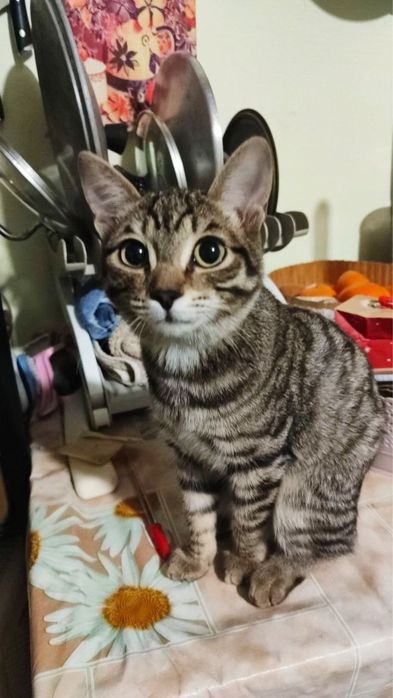 Срочно! Только в добрые, любящие руки!