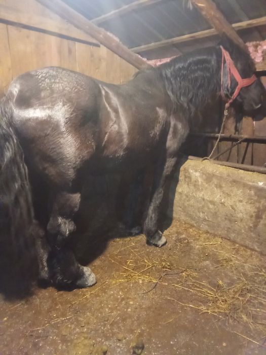 Vând armăsar de 7 ani