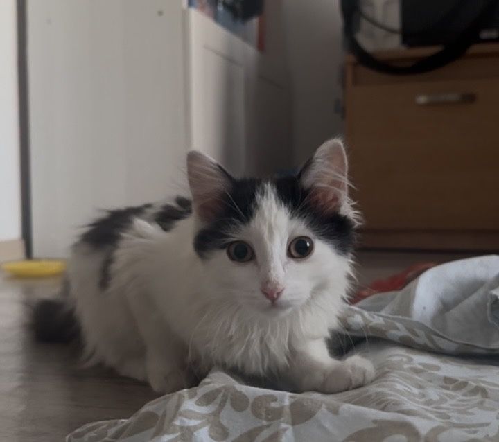 Котенок Шушу ищет семью