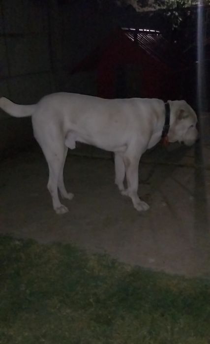 Ciobănesc de Asia Centrală