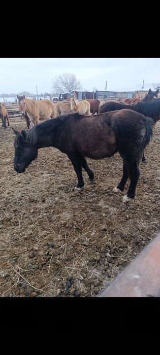 Продам 2 кобылки