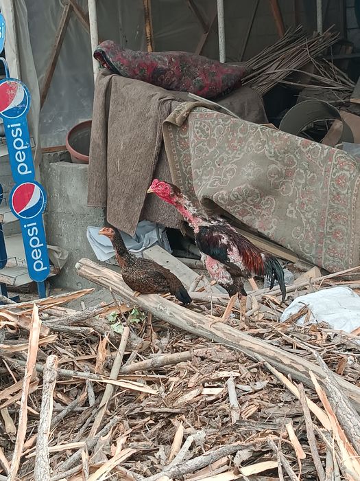 Dakan xoroz makyon joja hali