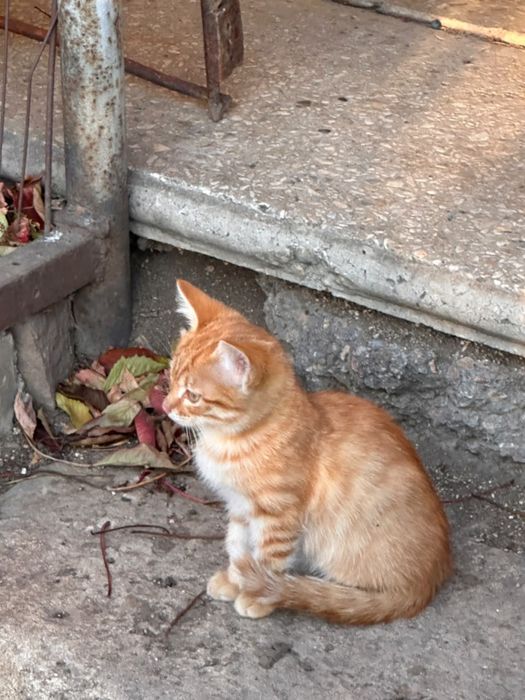 Котята в ДОБРЫЕ руки!
