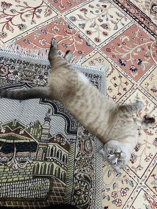 Продам очень красивые кошки !