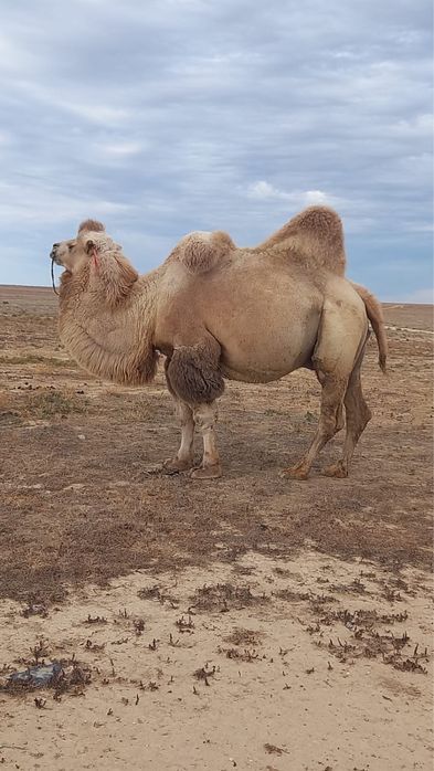 7 жасар бура сатылады