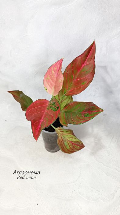 Аглаонемы (взрослые), от 3500 тг