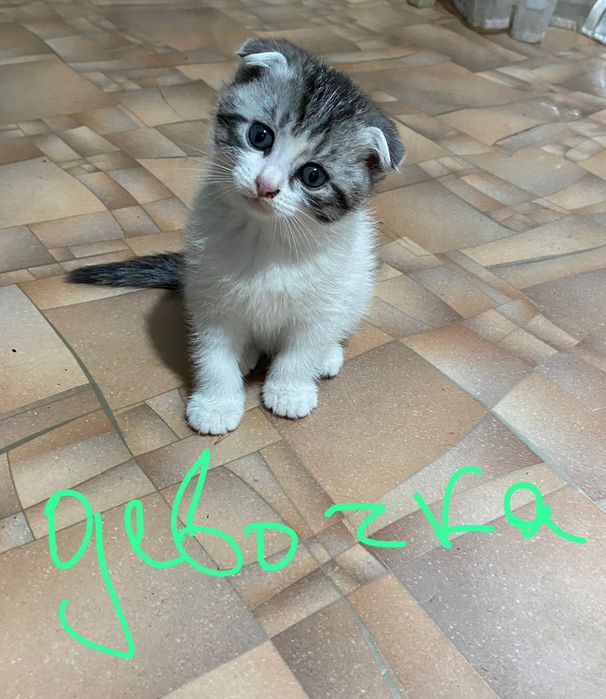 Отдам катят 2 месяца