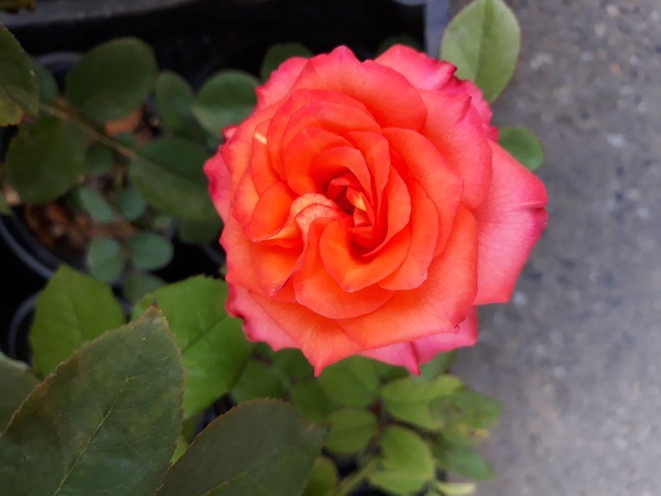 Pomi fructiferi certificati