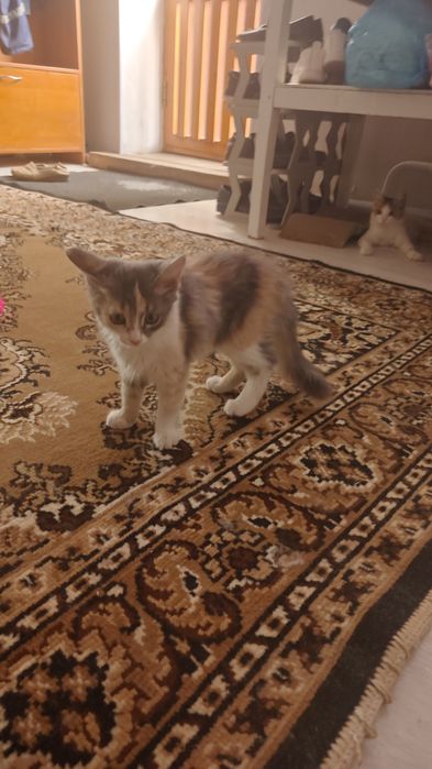 Котёнок хорошие руки