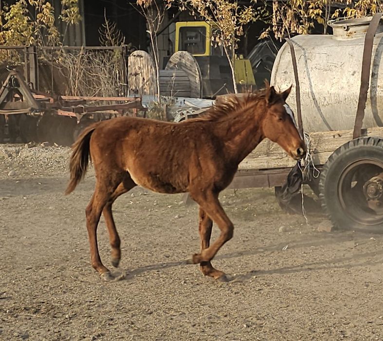 Продам жеребят полуторагодовалых