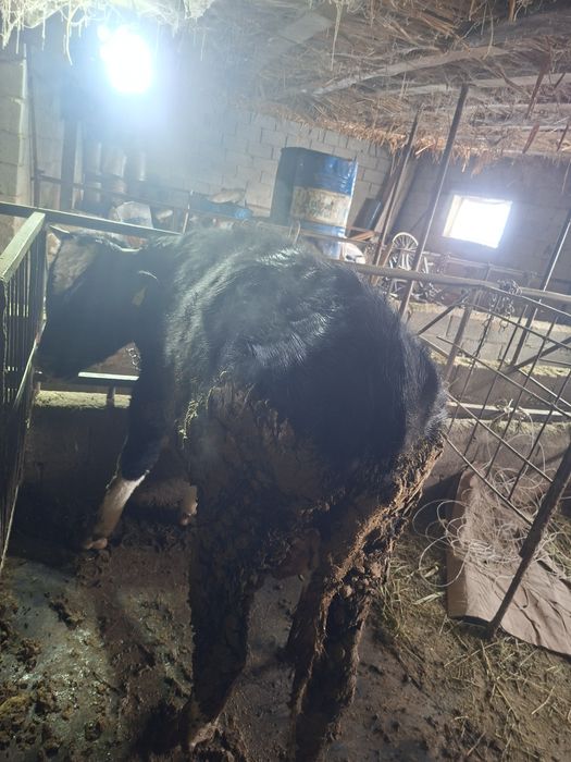 Буқа сатам, продам Быка.