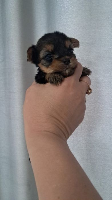 Мальчики йорка продам