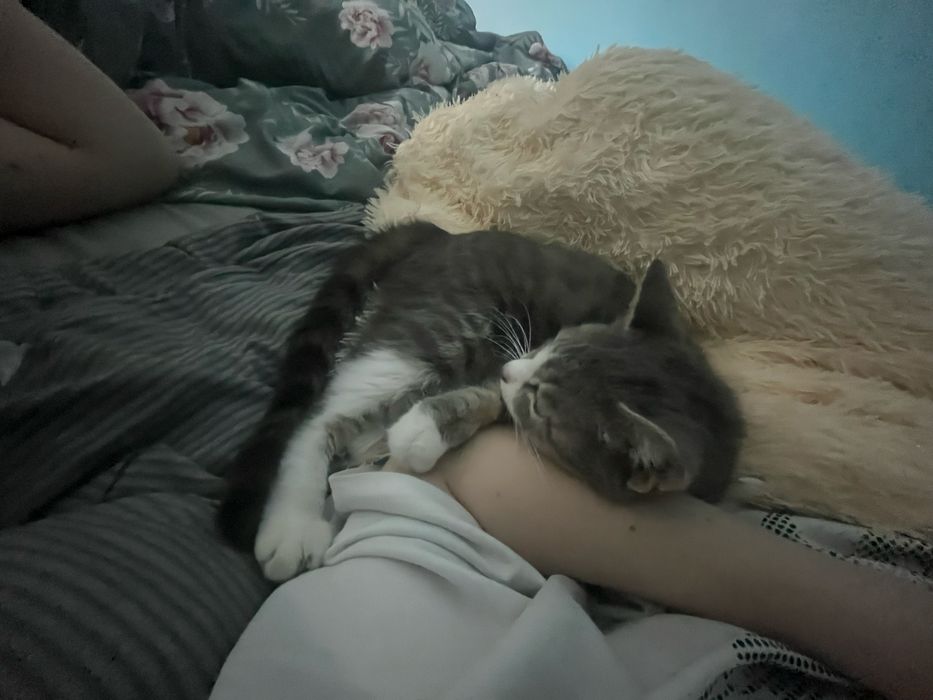 Котята, даа мальчика и одна девочка
