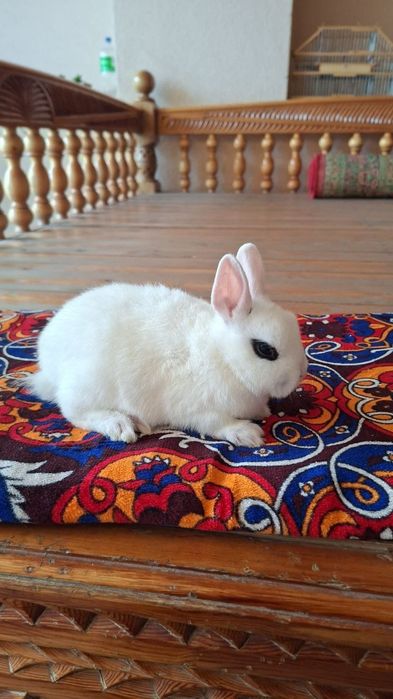 Karlik baran almaz glaz  toza qon.  Quyonchalar