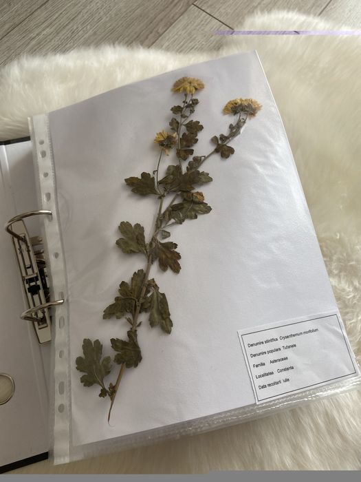 Ierbar plante medicinale