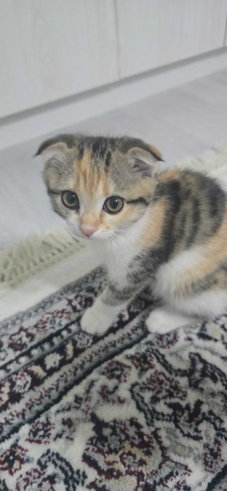 Кошки, Скотиш фолд