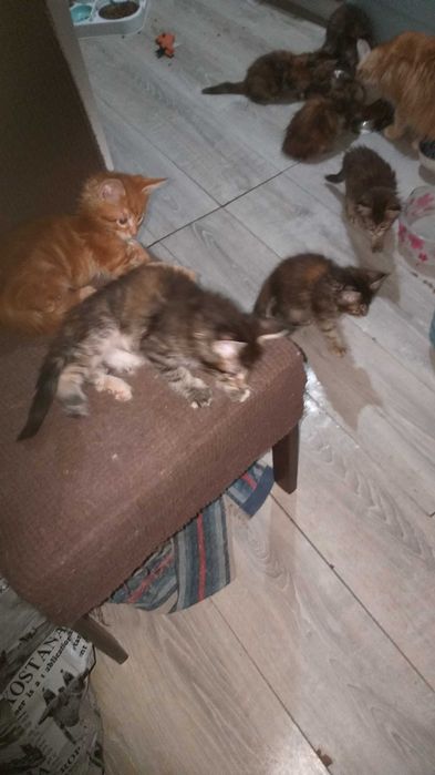 котята Мейн-куна.