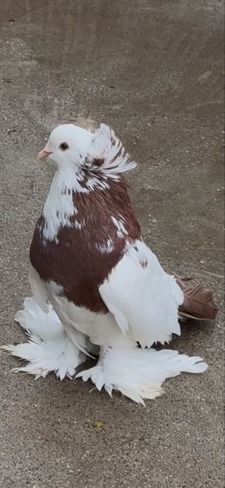 Uriasi maghiari-tobosari de buhara