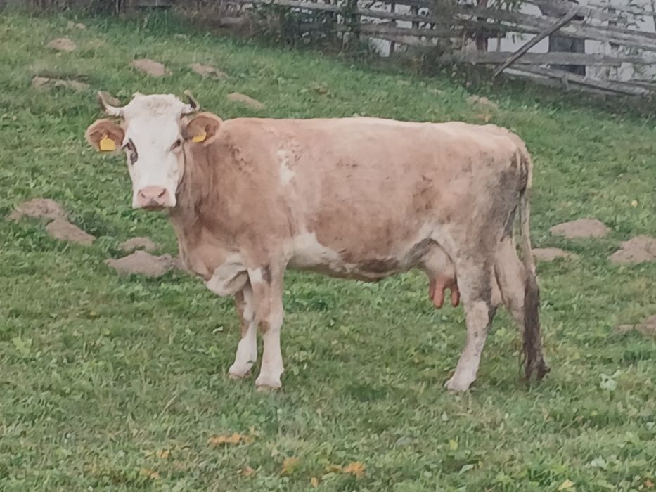 Vaca buna de lapte