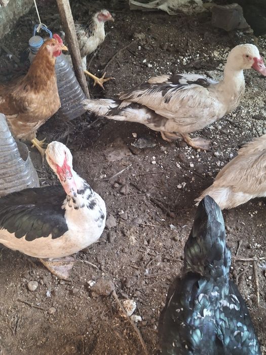 Индоутка қораздары сатылады. Обмен бар.