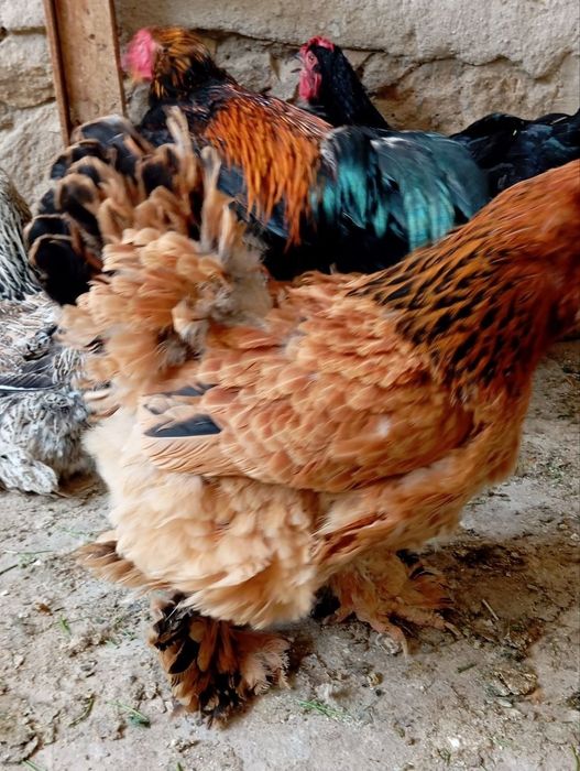 Brama va kulangi tovuqlar, kulangi xo'rozlar sotiladi