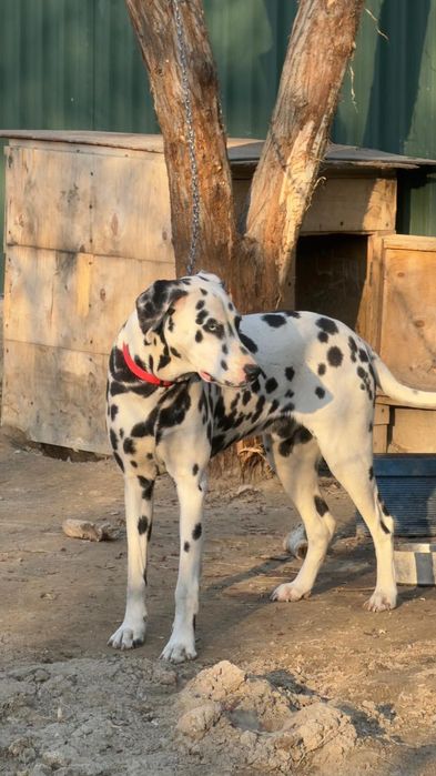 Продам читокровную далматинца.
