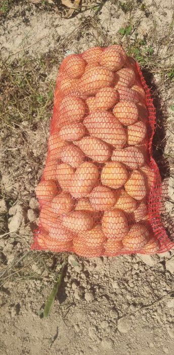 De vânzare cartofi albi de consum si de sămânță