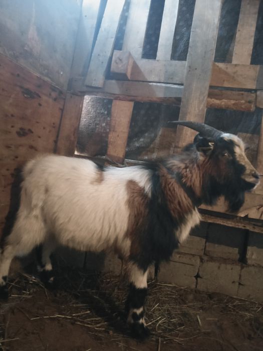 теке       сатылады