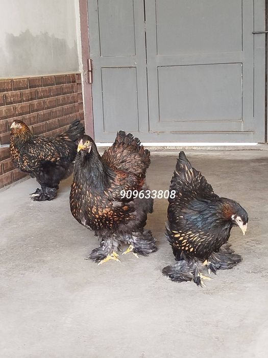 Brama zolota tovuq donasi 450000