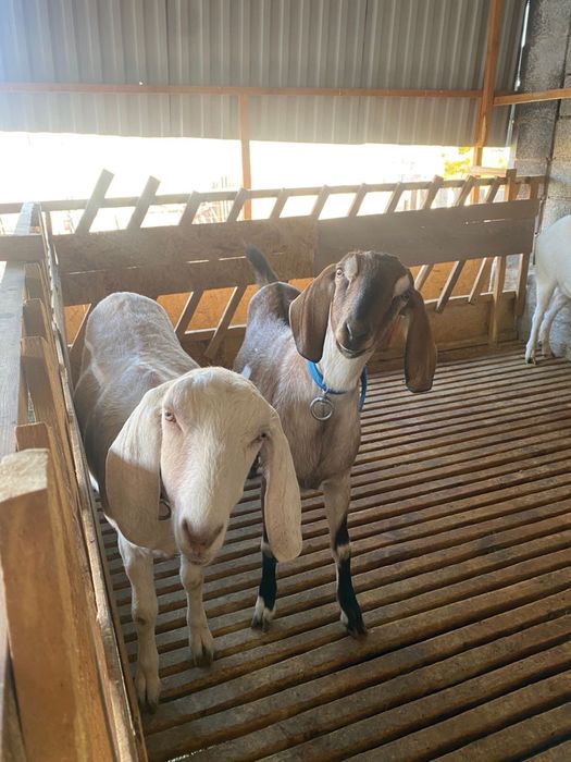 Коза Нубиский порода